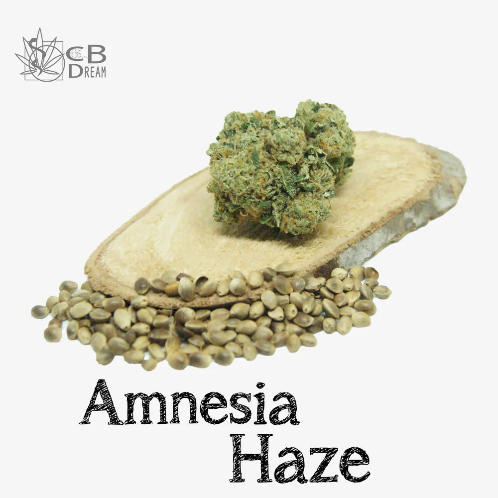 Découvrez la puissance de la fleur de CBD Amnesia Haze, une variété connue pour son arôme terreux et son effet stimulant. Cette fleur de haute qualité est naturellement riche en cannabidiol (CBD) et faible en tétrahydrocannabinol (THC), offrant ainsi une expérience apaisante sans les effets psychoactifs. Commandez dès maintenant et profitez des bienfaits du CBD Amnesia Haze.