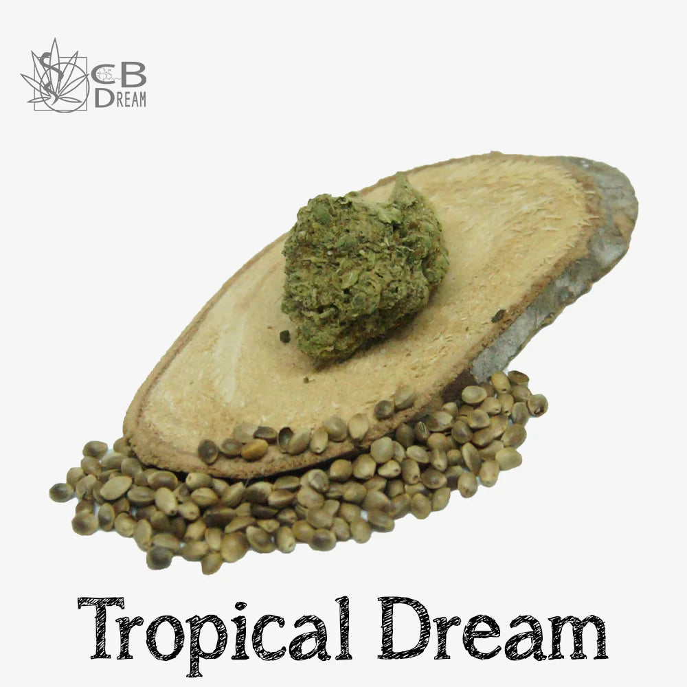 Tropical Dream